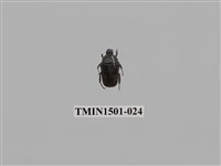 藏品(金龜子科(七))的圖片